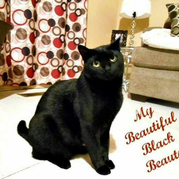 Meet your Posher, Susan & Randy - Picture 4 of 7